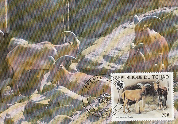 Chad 1988 Maxicard Sc #576 70fr Barbary sheep WWF