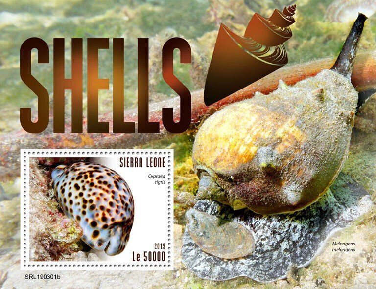Sierra Leone 2019 MNH Seashells Stamps Sea Shells Cypraea Melongena 1v S/S
