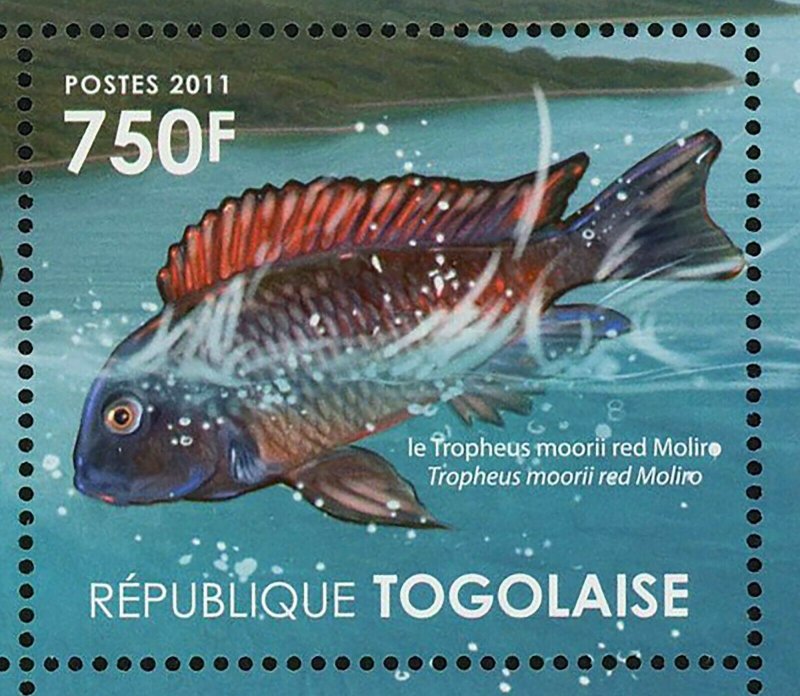 Ecosystem Tanganyika Lake Stamp Fish Tropheus Neolamprologus S/S MNH #4181-4184