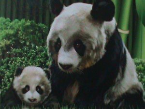 ​MALDIVES-2017 SC# 3998-BEAUTIFUL LOVELY GIANT PANDAS CTO SHEET VF LAST ONE