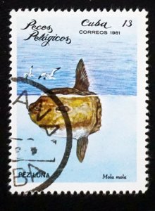 CUBA Sc# 2388  ARCHIPELAGO WILDLIFE marine fish   13c  1981 used cto