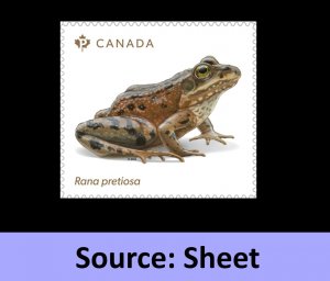 Canada 3420a Endangered Frogs Rana Pretiosa P single (from sheet) MNH 2024