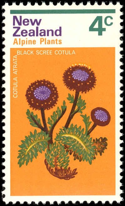 NEW ZEALAND-Scott 500 MNH-VF - 4¢ Flowers - Black Scree Cotula'