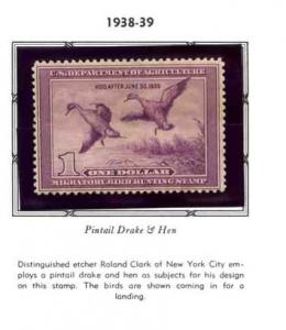 RW5 PIN TAIL DRAKE  FEDERAL DUCK STAMP MINT AND NEVER HINGED