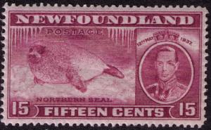 Newfoundland # 239b  Mint VF  NH perf 13.3  Cat $ 30