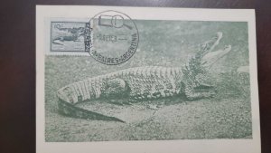 P) 1959 ARGENTINA, COUNTRY VIEWS, CAIMAN CROCODILUS, CROCODILIANS, MAXIMUN CARD