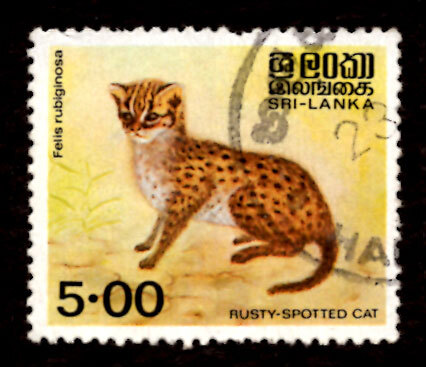 Sri Lankan Rusty Spotted Cat Sri Lankan Rusty Spotted Cat