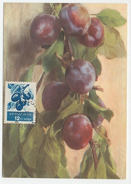 Maximum card Bulgaria 1957 Plums