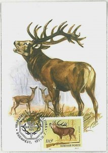 32205 - HUNGARY - POSTAL HISTORY - MAXIMUM CARD  Deer HUNTING FaunaI 1971