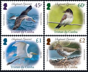 TRISTAN DA CUNHA 2022 BIRDS VAGRANT SPECIES OISEAUX VOGEL UCCELLO AVES