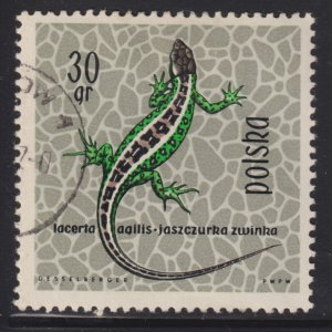 Poland 1134 Sand Lizard 1963