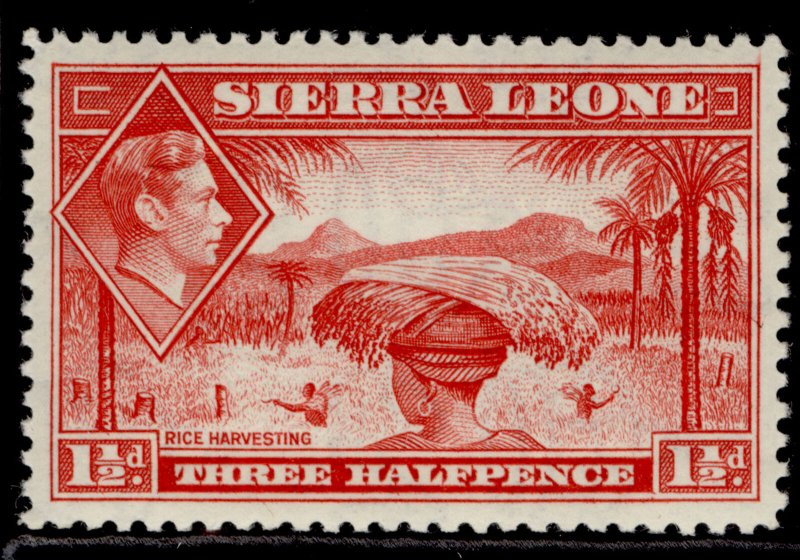 SIERRA LEONE GVI SG190, 1½d scarlet, M MINT. Cat £20. 