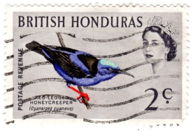 British Honduras Scott 168 (1962: Red-legged Honeycreeper - Bird)