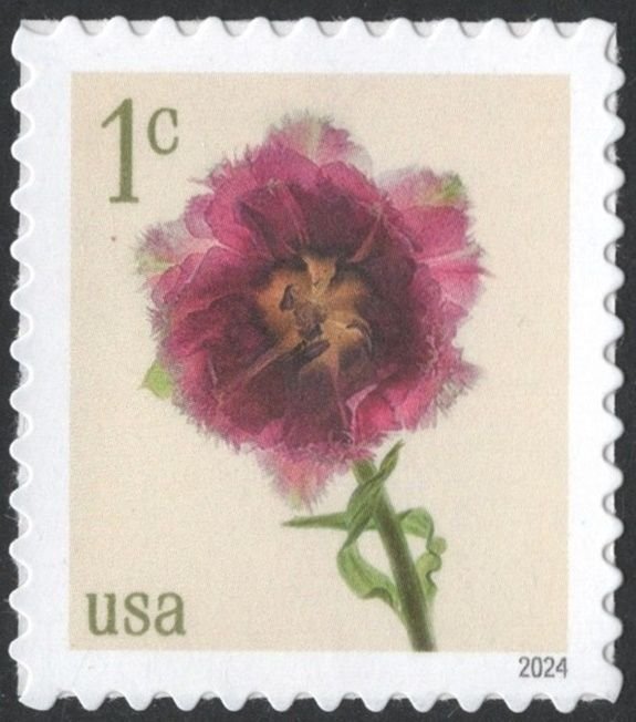 SC#5897 1¢ Fringed Tulip Single (2024) SA