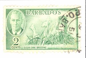 L-BARBados   217   Used Sugar Cane