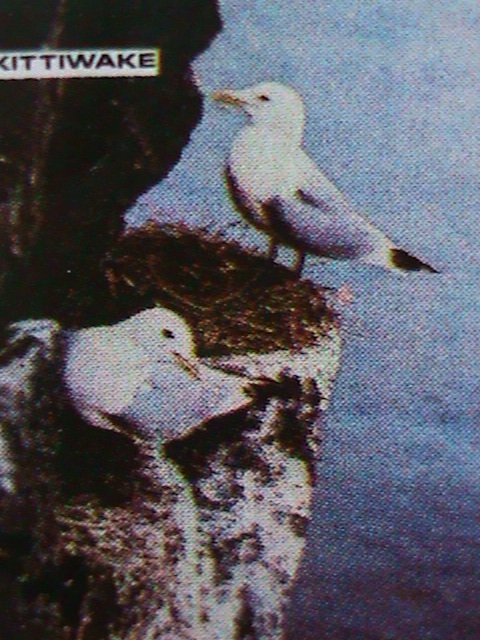 ​SCOTLAND-STAFFA STAMP-1974-WORLD RARE BIRDS CTO FULL-SHEET VERY FINE