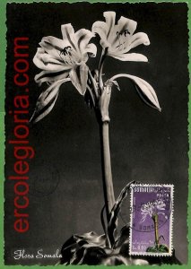 32463 - Somalia - MAXIMUM CARD - 1955 - Flowers-