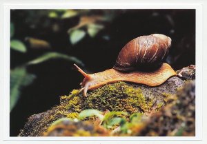 Postal stationery China 2006 Snail