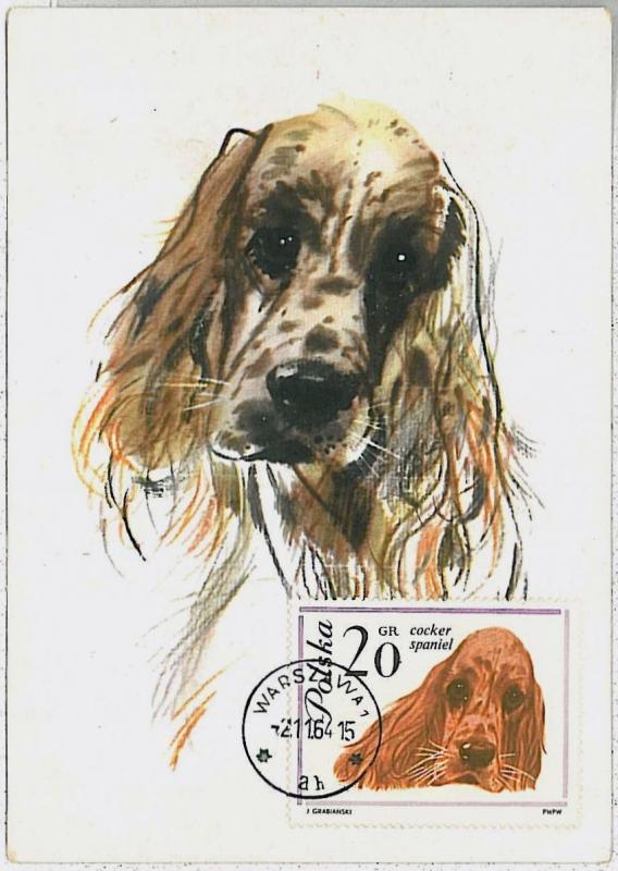 MAXIMUM CARD - Animals DOGS : POLAND 1964 --- Cocker Spaniel