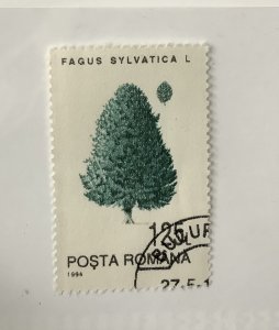 Romania 1994 Scott  3918 used - 125 l, trees,  Fagus Sylvatica L