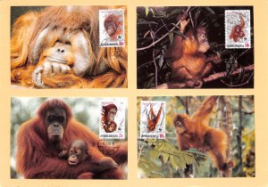 Indonesia WWF World Wild Fund for Nature maxicards oragutan apes