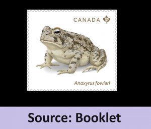 Canada 3422 Endangered Frogs Anaxyrus Fowleri P single (from booklet) MNH 2024