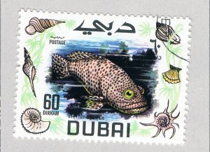 Dubai 102 Used Spotted Grouper Fish 1969 (BP83811)