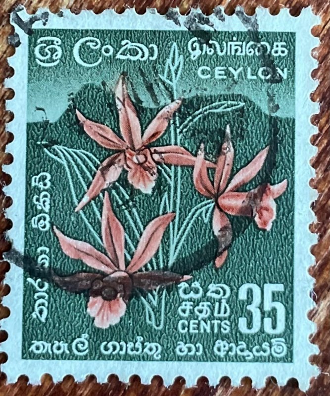 Ceylon #351 Used Single Coconut Palms L39