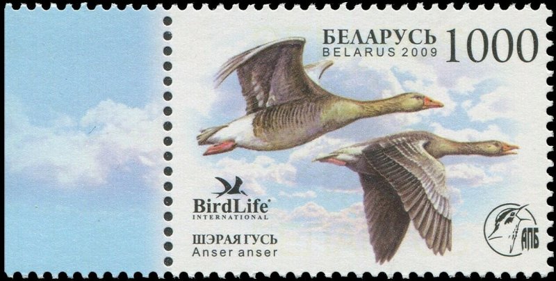 Belarus 2009 Sc 691 Birds Goose