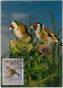 MAXIMU CARD - Fauna animals BIRDS : ALBANIA 1964  # 5