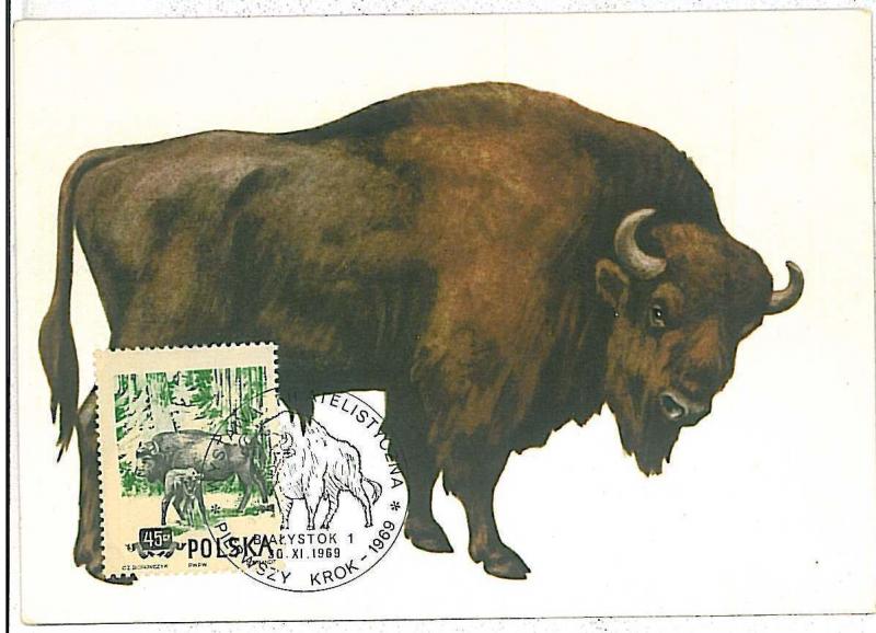 32224 MAXIMUM CARD - POSTAL HISTORY - Polonia: Buffalos, Wild Animals, 1969