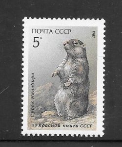 Russia #5554 MNH Single