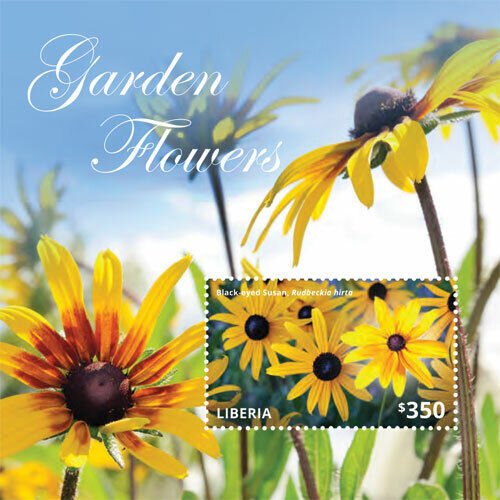 Liberia - 2014 - GARDEN FLOWERS - BLACK EYED SUSAN - Souvenir Sheet - Stamps