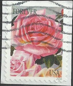 # 5047 Used Botanical Art Roses