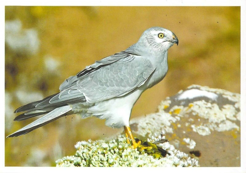 Moldova 2016 PSC birds of prey stamps with FD Cancel Pallid harrier 