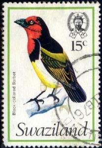 Bird, Black-collared Barbet, Swaziland stamp SC#252 used