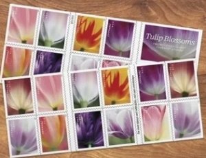 Tulip Blossoms  Forever stamps 5 books total 100pcs