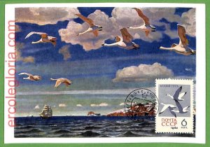 32889 - USSR - MAXIMUM CARD - FAUNA, BIRDS-