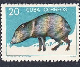 Cuba    Sc# 899 NATIONAL ZOO ANIMALS  Peccary 20c    1964  MNH