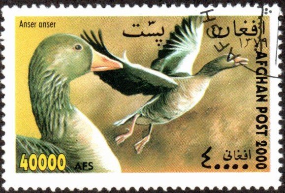 sw1981 - Cto - 40,000af Greylag Geese (2000)