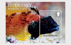2013 Guernsey Marine Life SS (Scott 1200) MNH