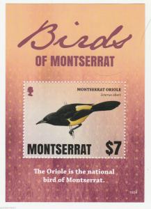 MONTSERRAT   Birds