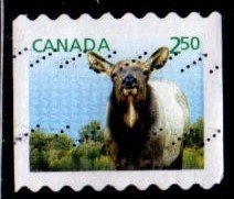 Canada - #2714 Newborn Wapiti Coil - Used