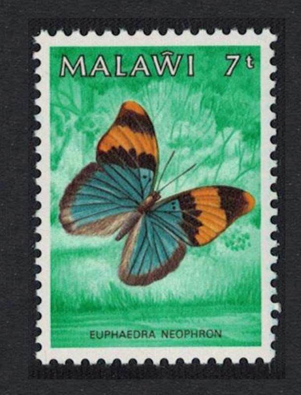 Malawi Gold Banded Forester Butterfly Euphaedra neophron 7t SG#712