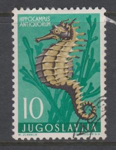 Yugoslavia 1965 Seahorse Sc#452 Used