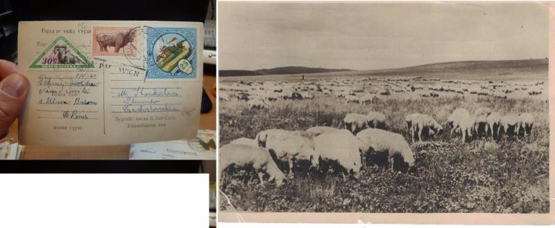 Mongolia 3 Animal Stamps on Sheep PPC to Czechoslovakia (38bef)