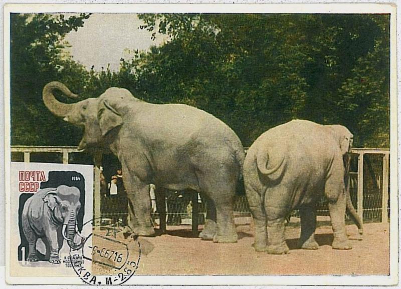 32163  MAXIMUM CARD - POSTAL HISTORY - Russia USSR: IMPERF Stamp, Elephants 1966