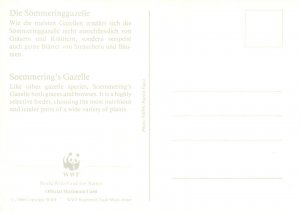 E0008 WWF Maximum Card 1992 Fauna Animals Somalia Soemmering`s Gazelle