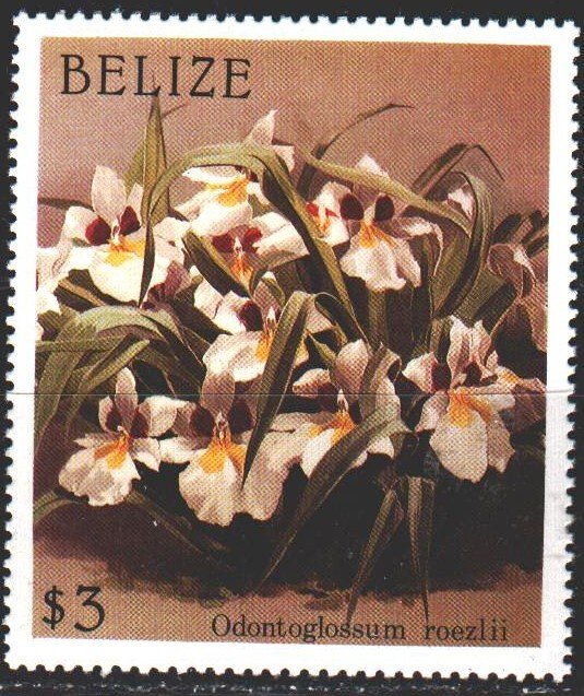 Belize. 1987. 987 from the series. Flowers, flora. MNH.