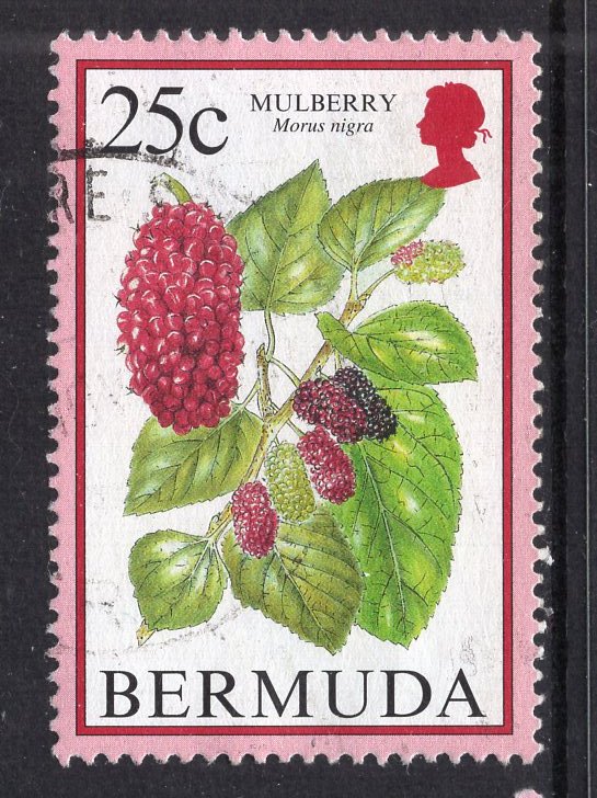 Bermuda 674 Mulberry Used VF